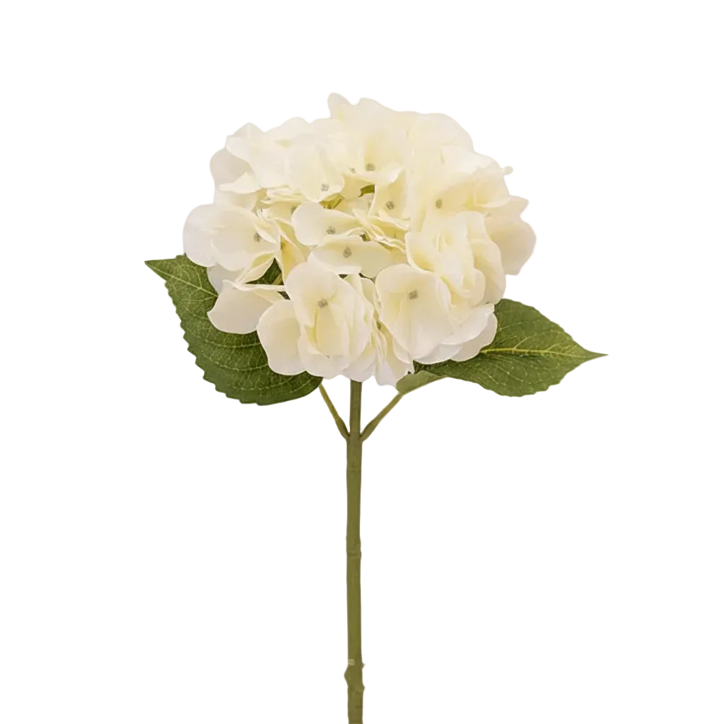 Burgundy Orange Hydrangea Stem White Background