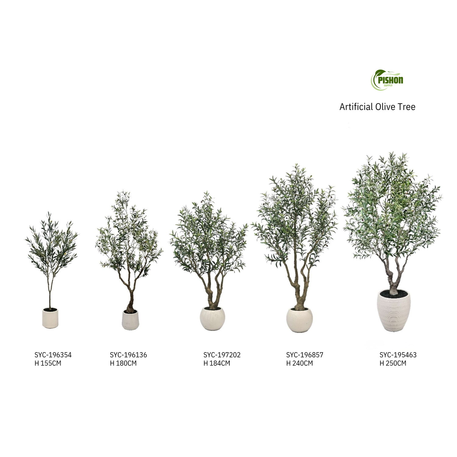 Olive Trees