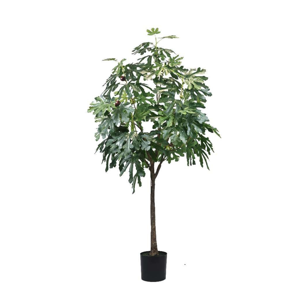 Fig & Ficus Trees