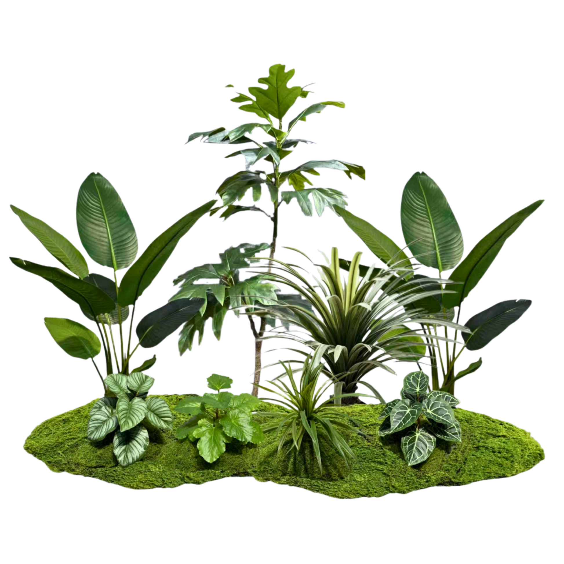 premium dracaena plant Woodland Fern & Dracaena Collection