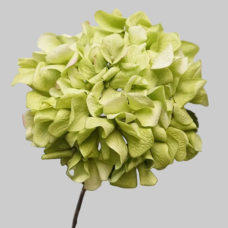 Real Touch Curled-Petal Hydrangea Stem 25" (63cm) | Artificial Flowers | 13 Colors