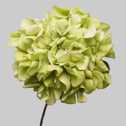 Real Touch Curled-Petal Hydrangea Stem 25" (63cm) | Artificial Flowers | 13 Colors