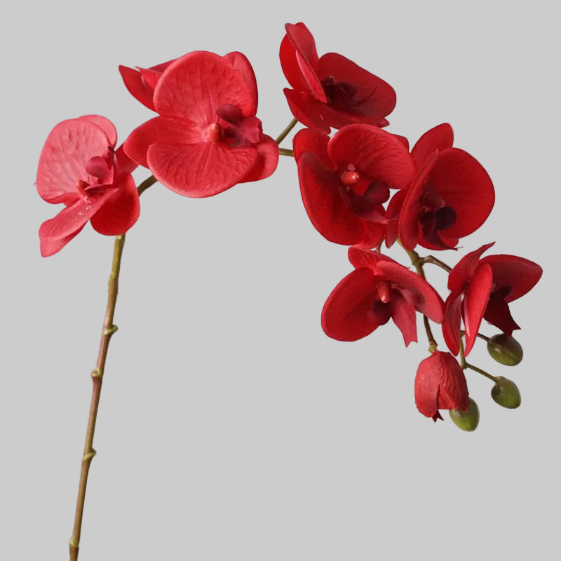 Real Touch Orchid Stem 37" (93cm) | 10 Blooms | Artificial Orchid | 7 Colors