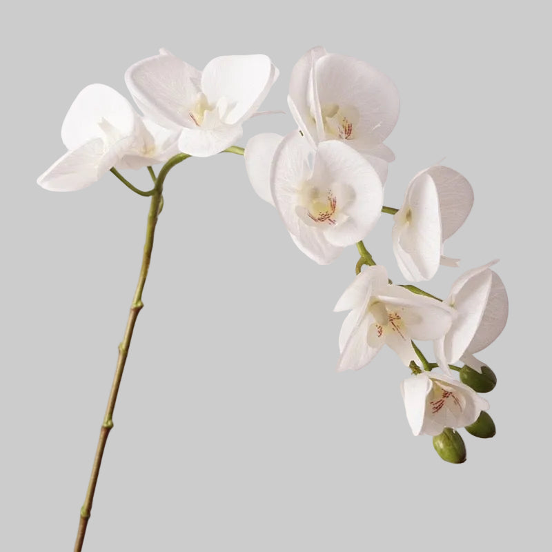 Real Touch Orchid Stem 37" (93cm) | 10 Blooms | Artificial Orchid | 7 Colors