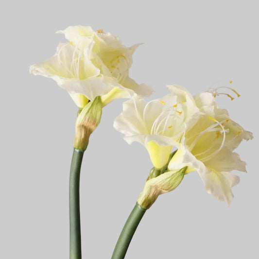 Soft Touch Amaryllis | Realistic Faux Amaryllis Flower Stem | Multiple Colors