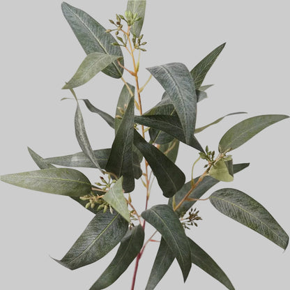 Faux Eucalyptus Branch Stem with Seed Pods