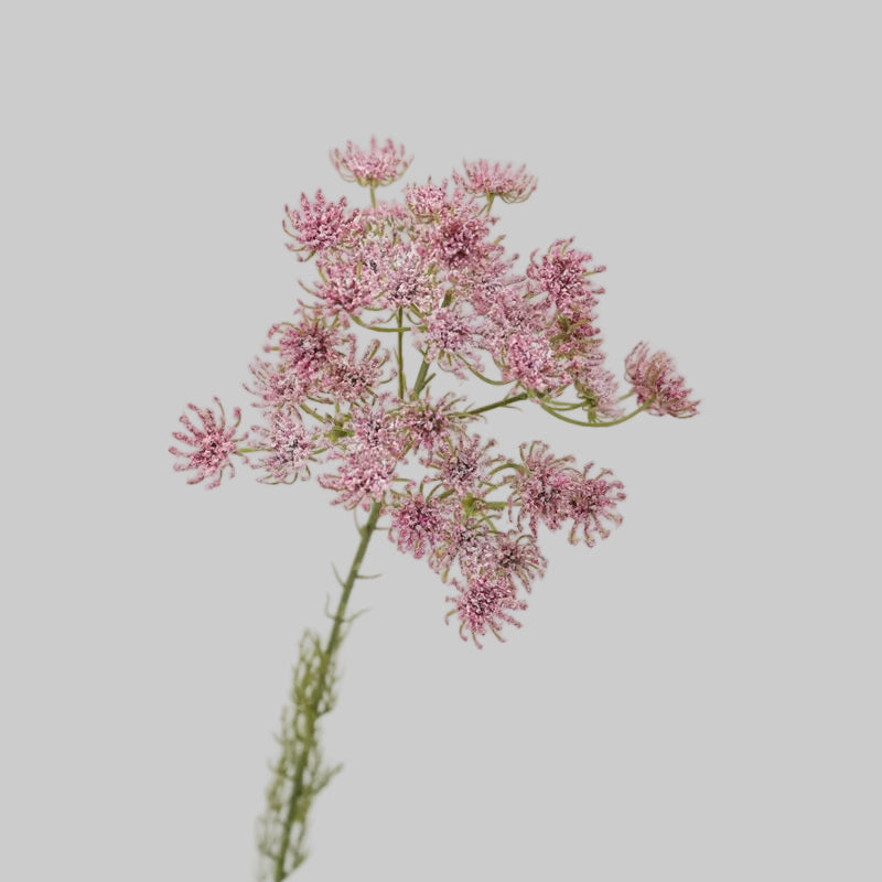 Faux Queen Anne's Lace Stem – 25" Artificial Wildflower