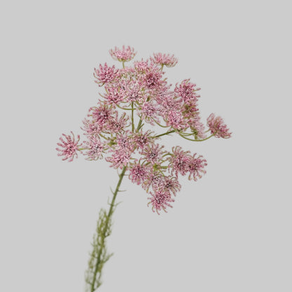 Faux Queen Anne's Lace Stem – 25" Artificial Wildflower