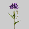 Lavender Purple