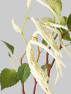 Ivory White
