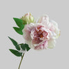 Light Rose