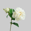 Ivory White
