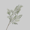 Black Stem Grass