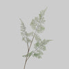 Asparagus Fern