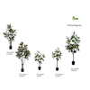 Pink Magnolia 3ft (0.9m)