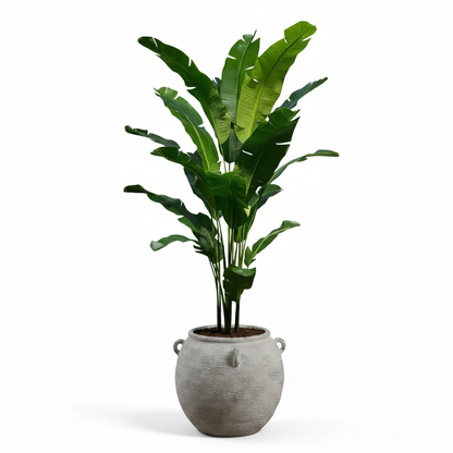 Bird of Paradise in Grey Ceramic Urn - White Background