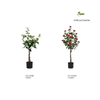 White Camellia 3ft (0.9m)