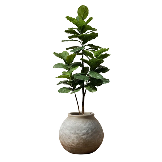 Ceramic Jar with Fiddle Leaf Fig