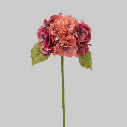 Burgundy Orange Hydrangea Stem White Background