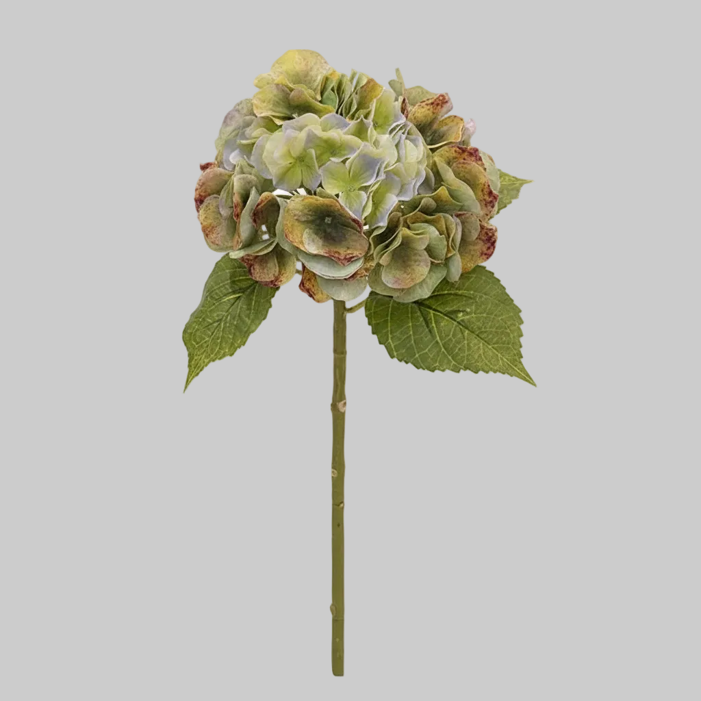Antique Green Hydrangea Stem White Background