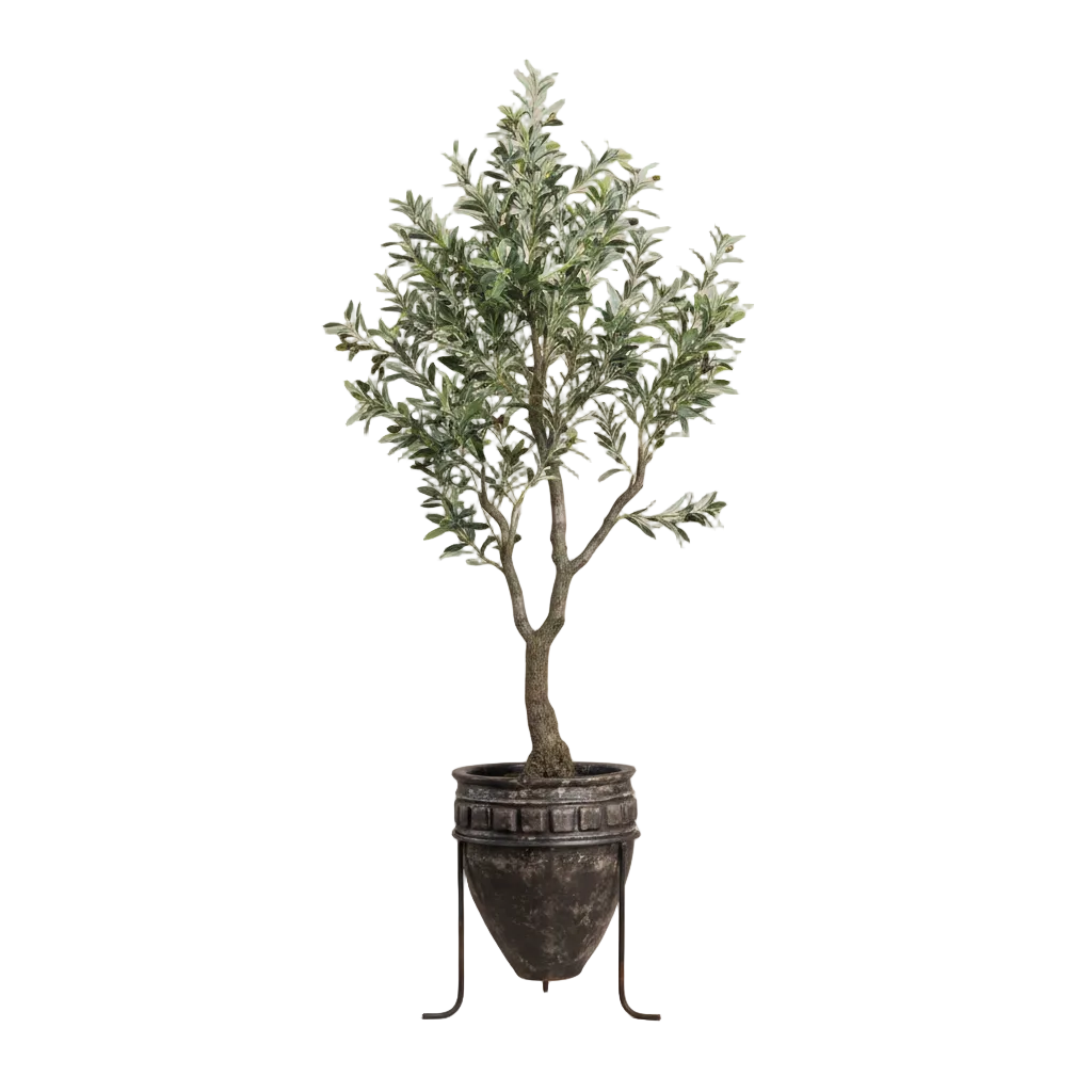 Olive Tree Growing in Metal Planter