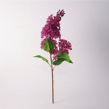 Purple 丁香白底图